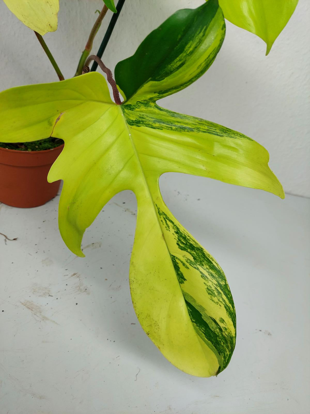 Philodendron Florida Beauty (zum aussuchen)
