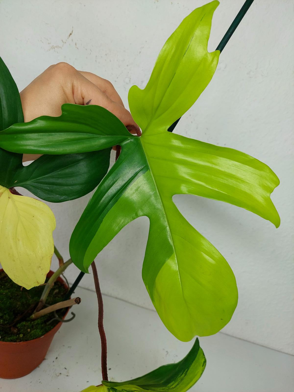 Philodendron Florida Beauty (zum aussuchen)