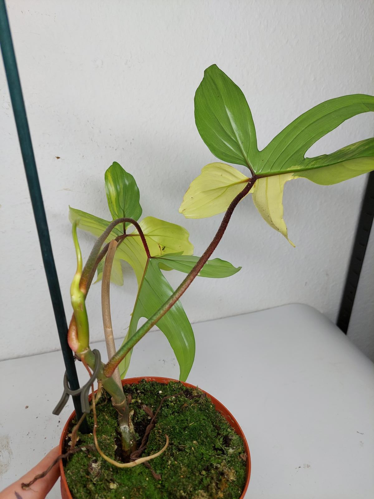 Philodendron Florida Beauty (zum aussuchen)