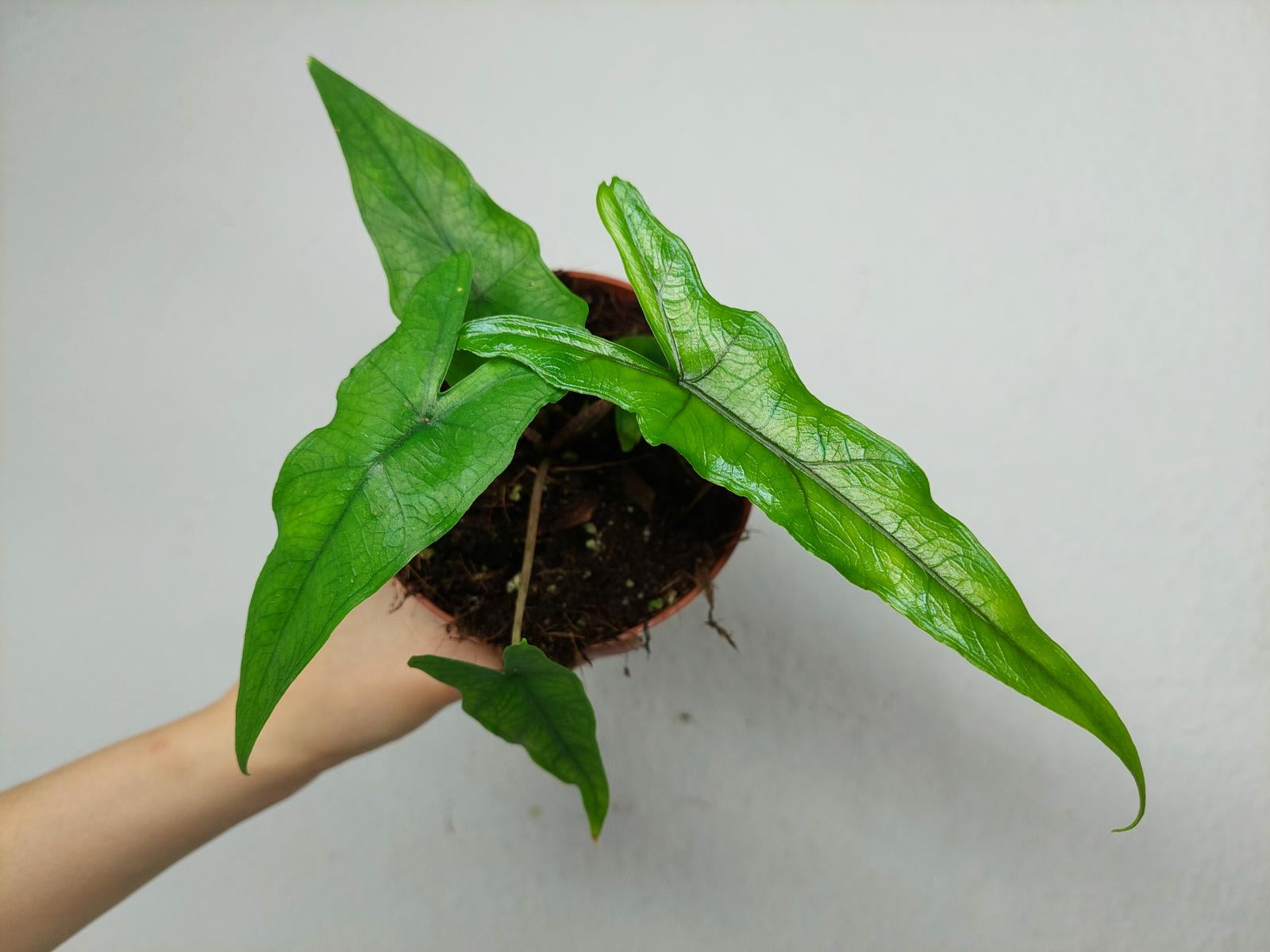 Alocasia Sabrina