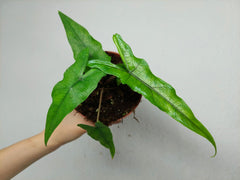 Alocasia Sabrina