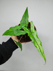 Alocasia Sabrina