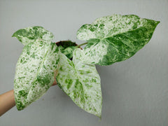 Alocasia Macrorrhiza Splash