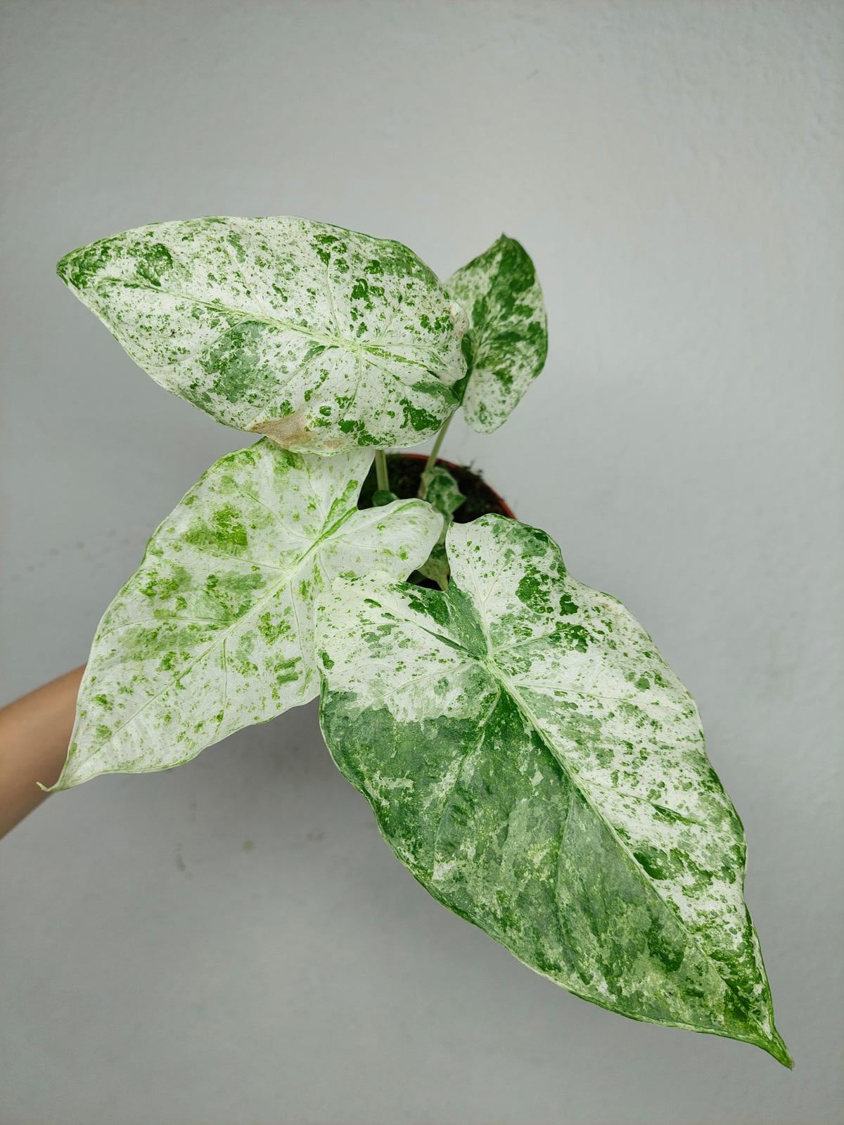 Alocasia Macrorrhiza Splash