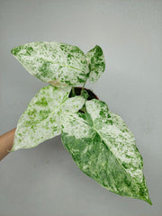 Alocasia Macrorrhiza Splash