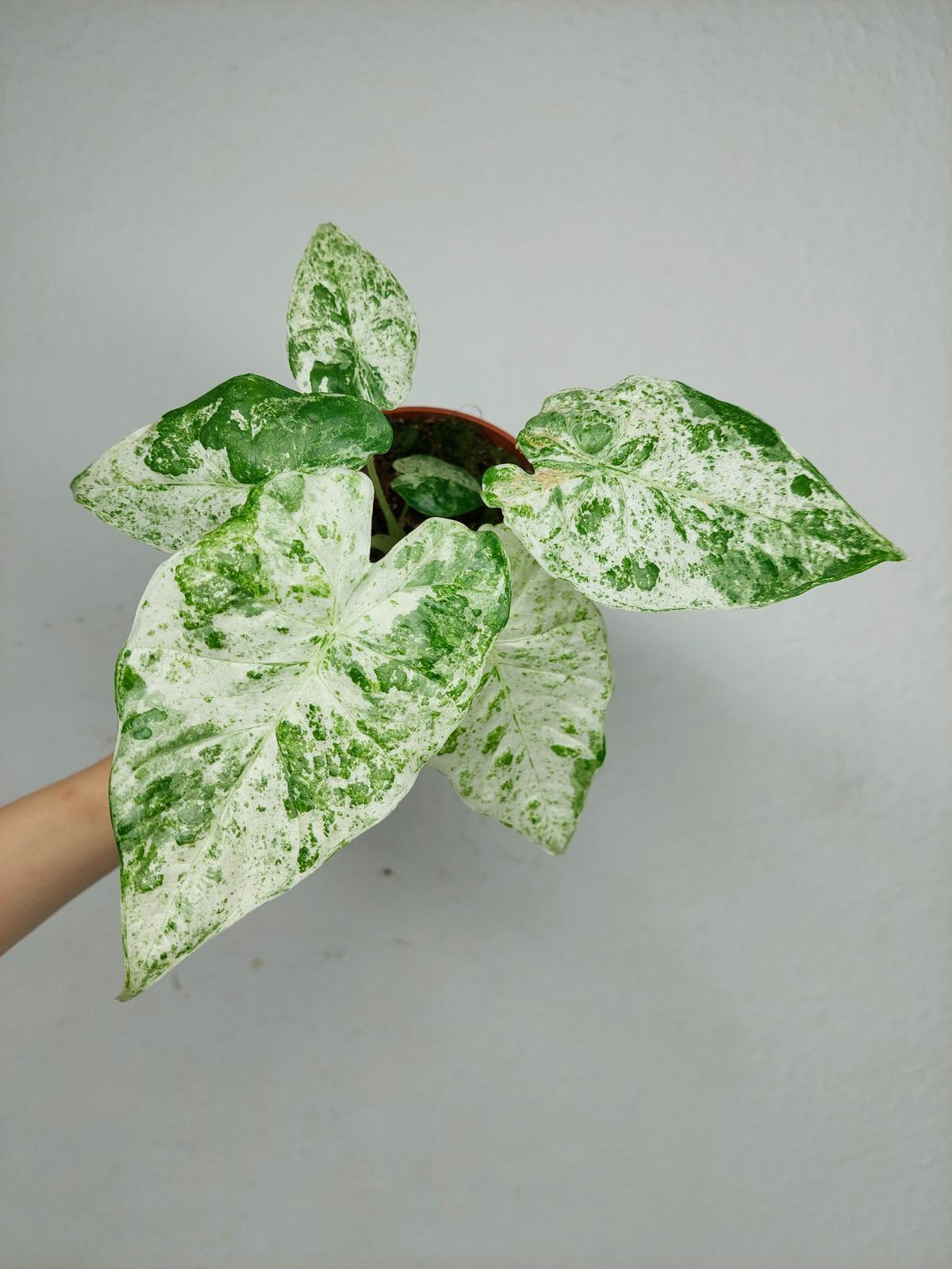 Alocasia Macrorrhiza Splash