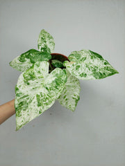 Alocasia Macrorrhiza Splash