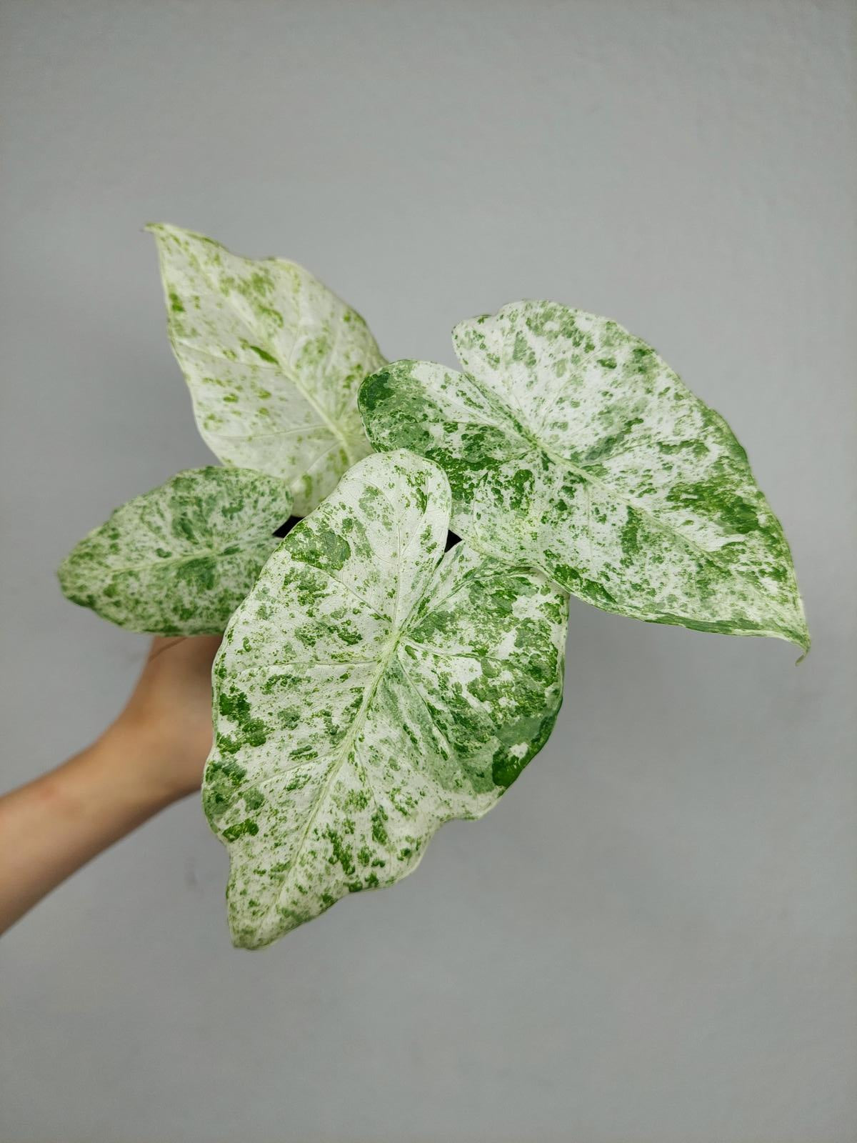 Alocasia Macrorrhiza Splash