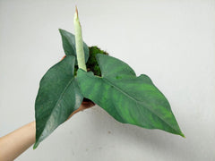 Alocasia Scrabriuscula