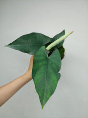 Alocasia Scrabriuscula