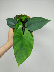 Alocasia Scrabriuscula