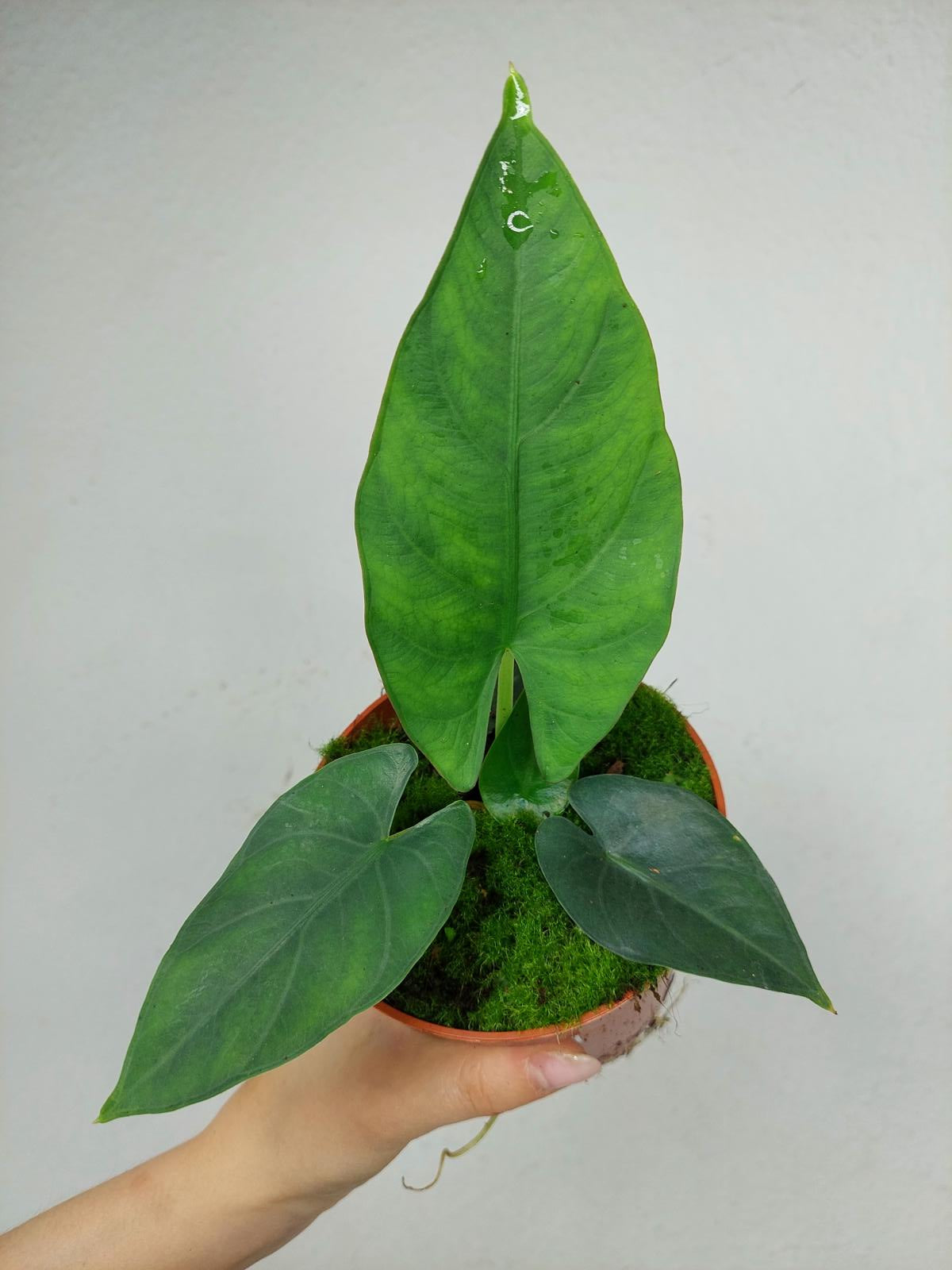 Alocasia Scrabriuscula