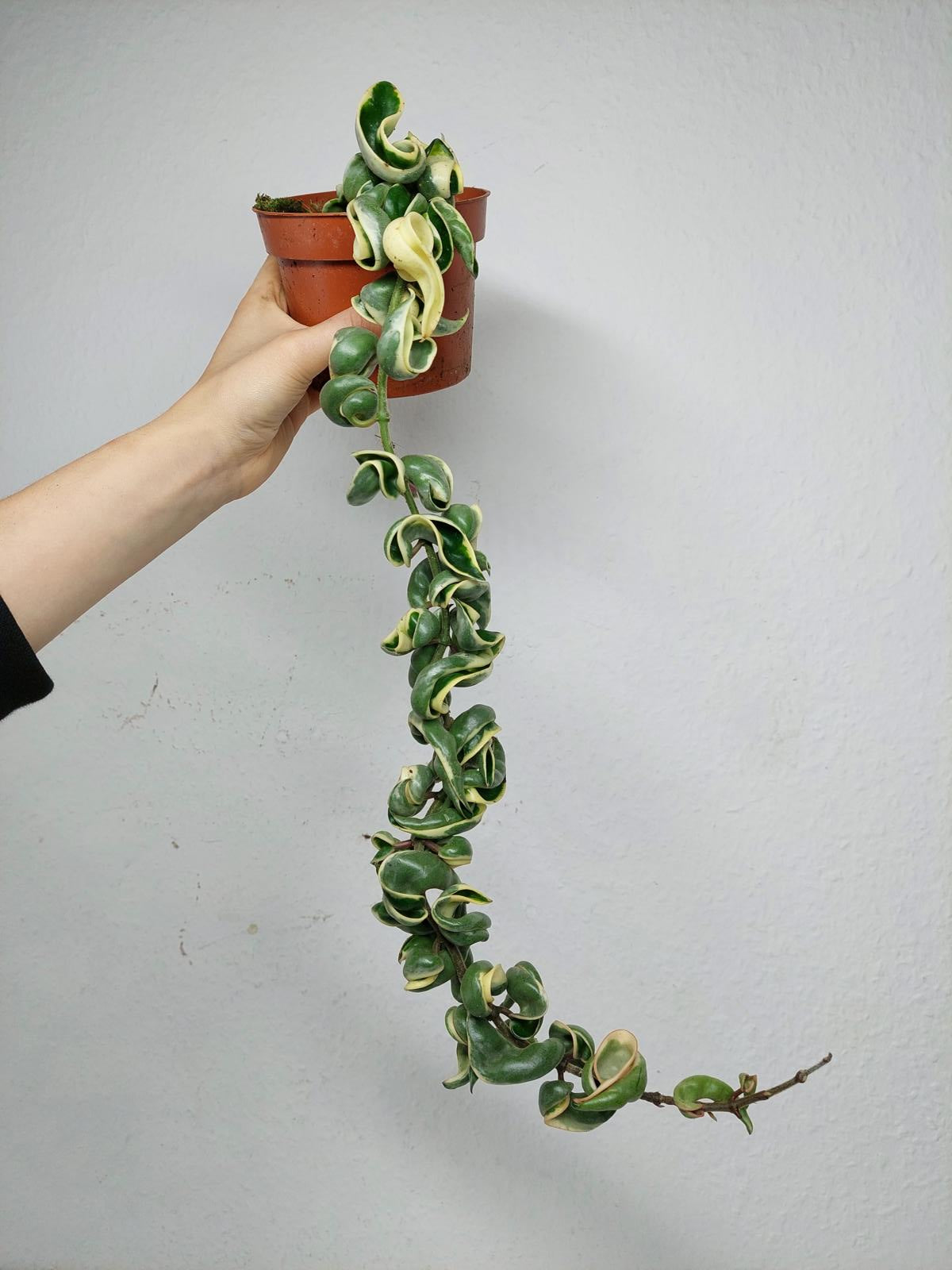 Hoya Compacta Variegata