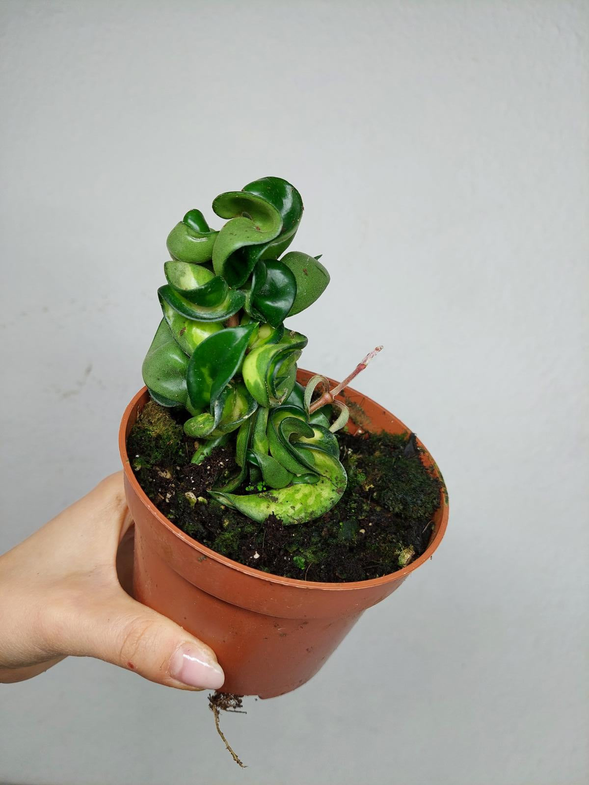 Hoya Compacta Mauna Loa