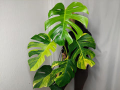 Monstera Aurea groß
