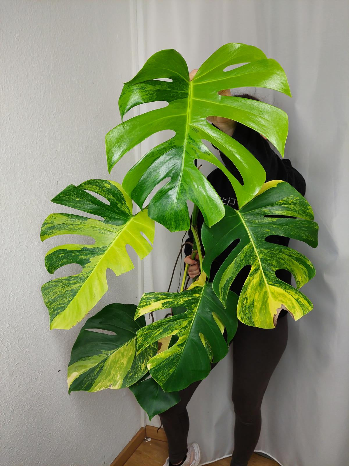 Monstera Aurea groß