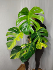 Monstera Aurea groß