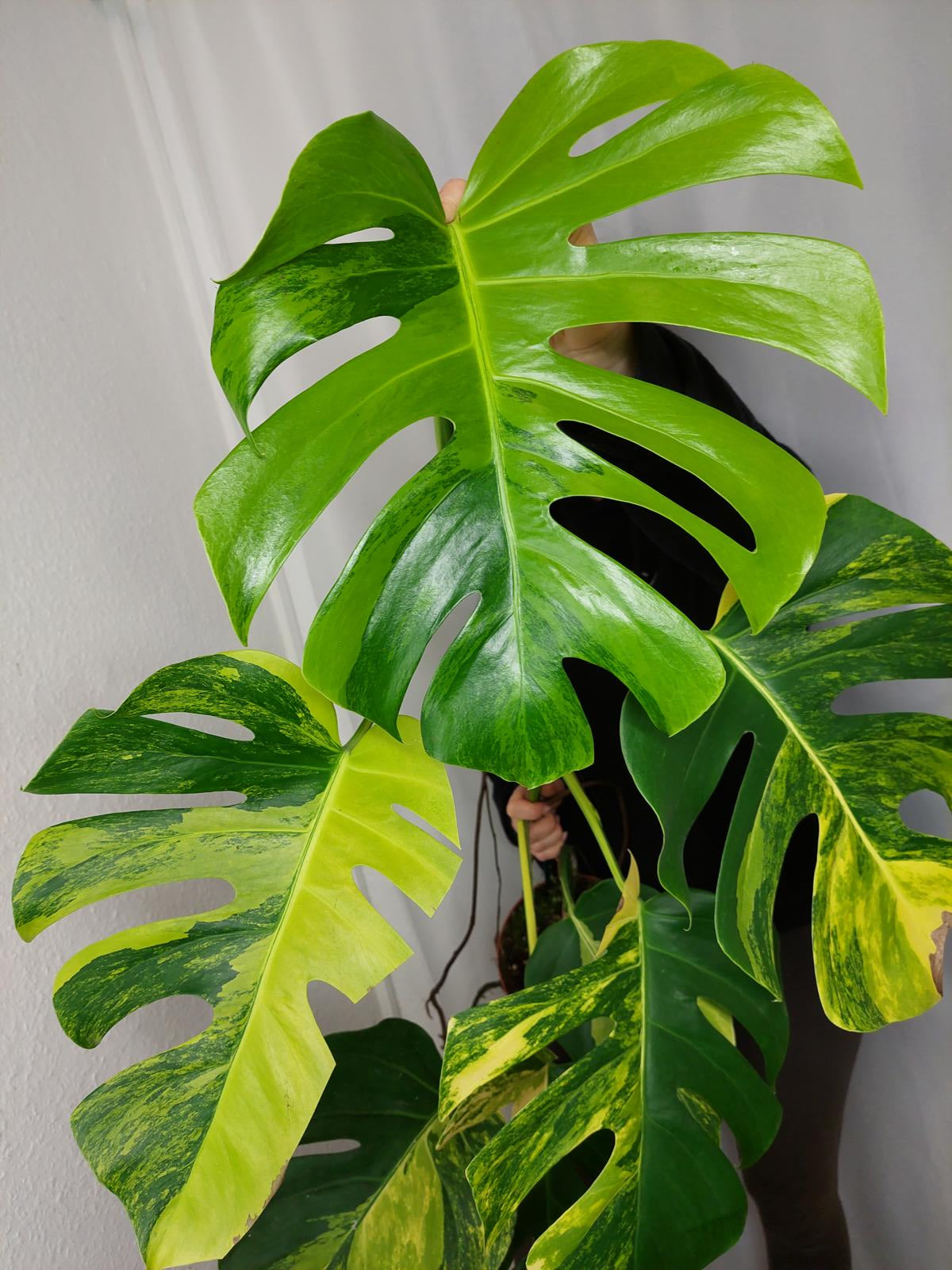 Monstera Aurea groß