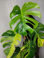 Monstera Aurea groß