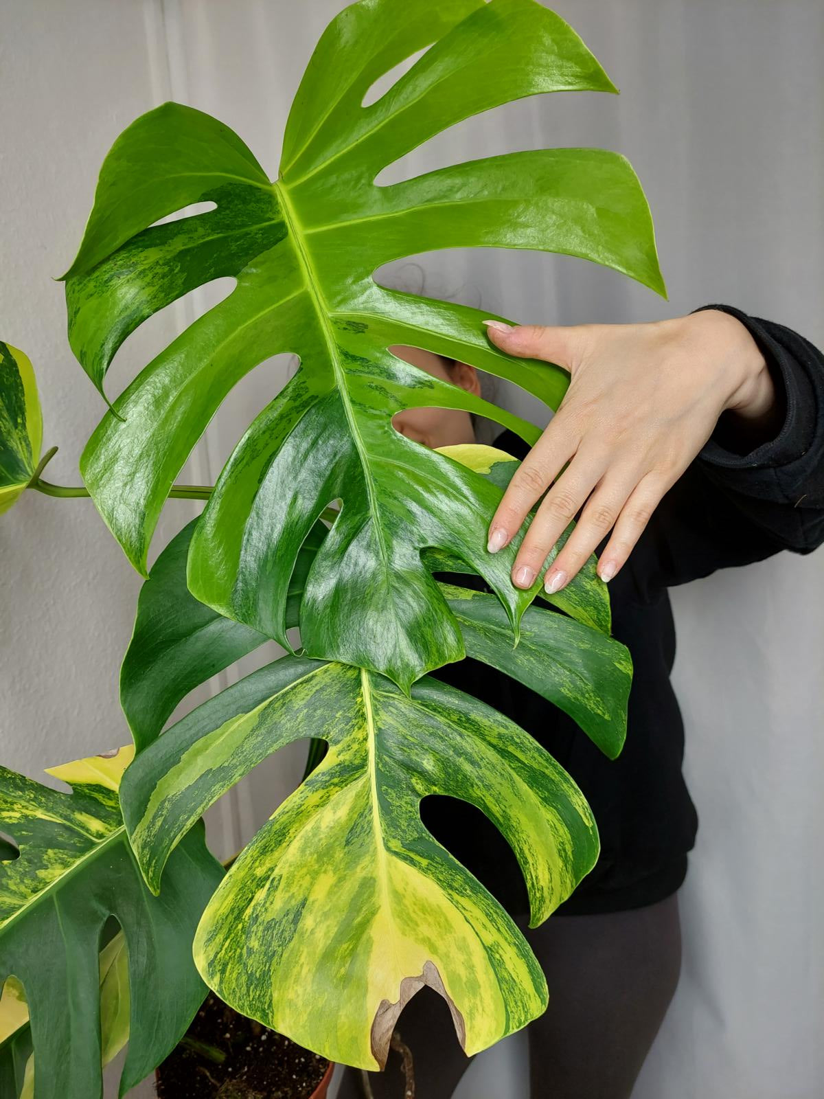 Monstera Aurea groß