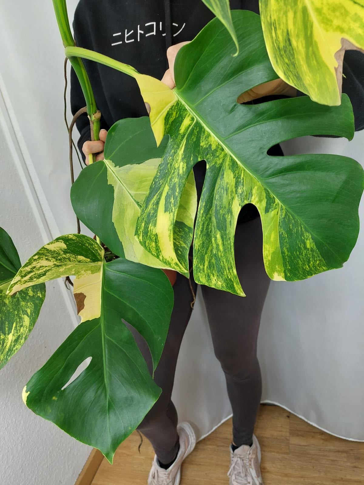 Monstera Aurea groß