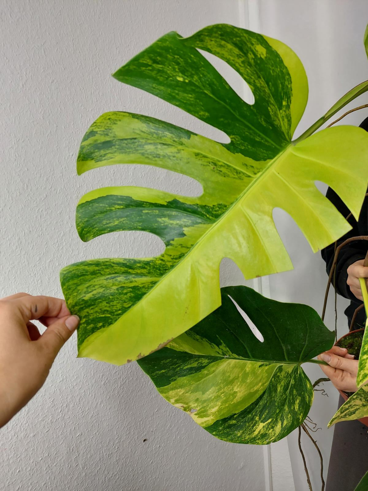 Monstera Aurea groß
