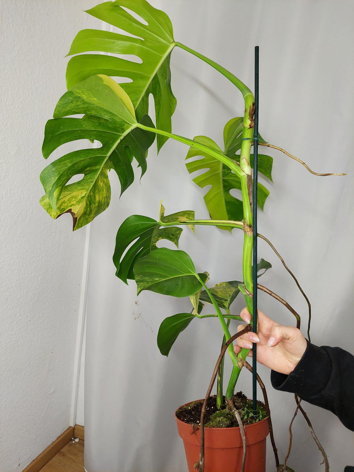 Monstera Aurea groß