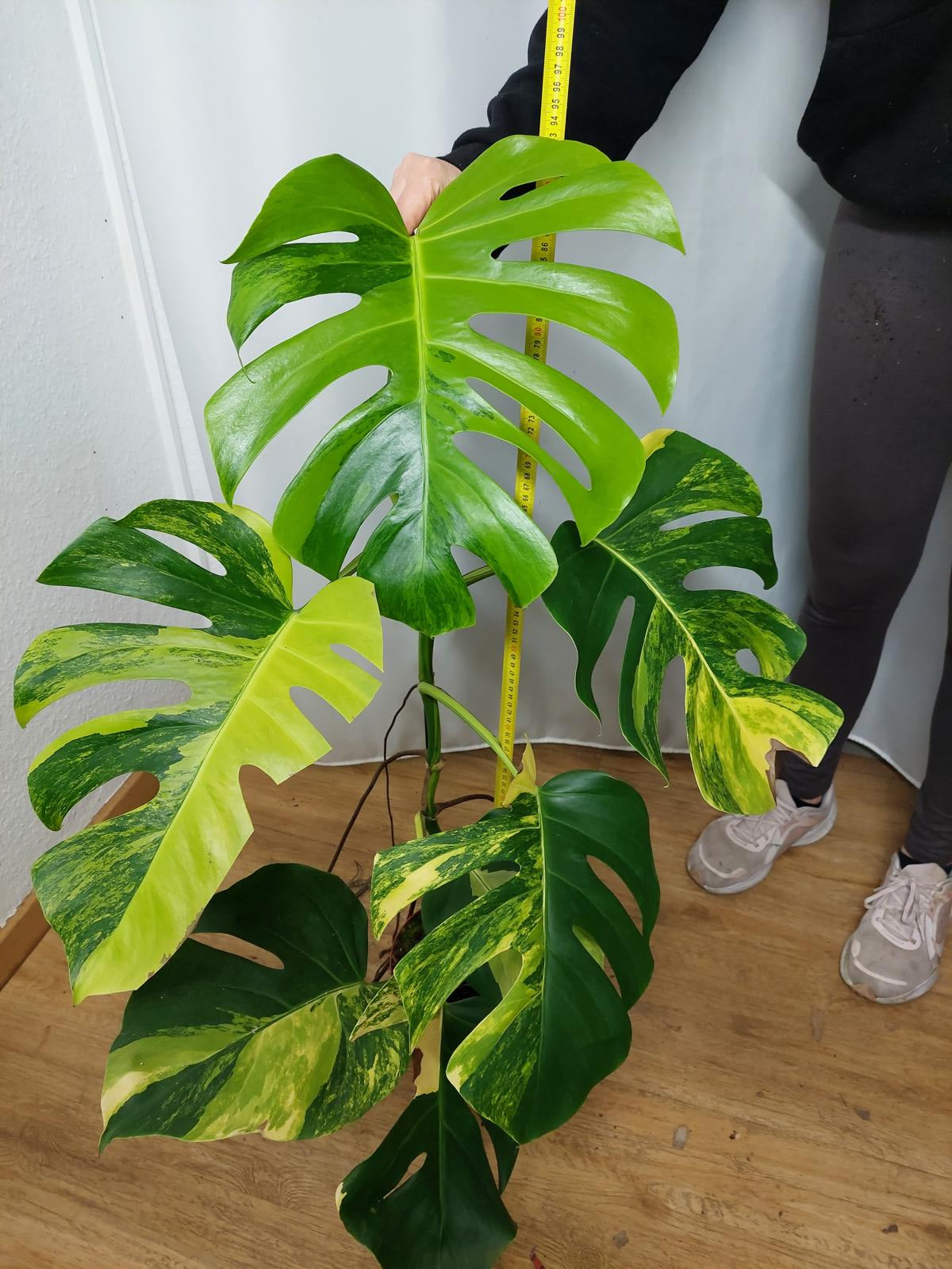 Monstera Aurea groß