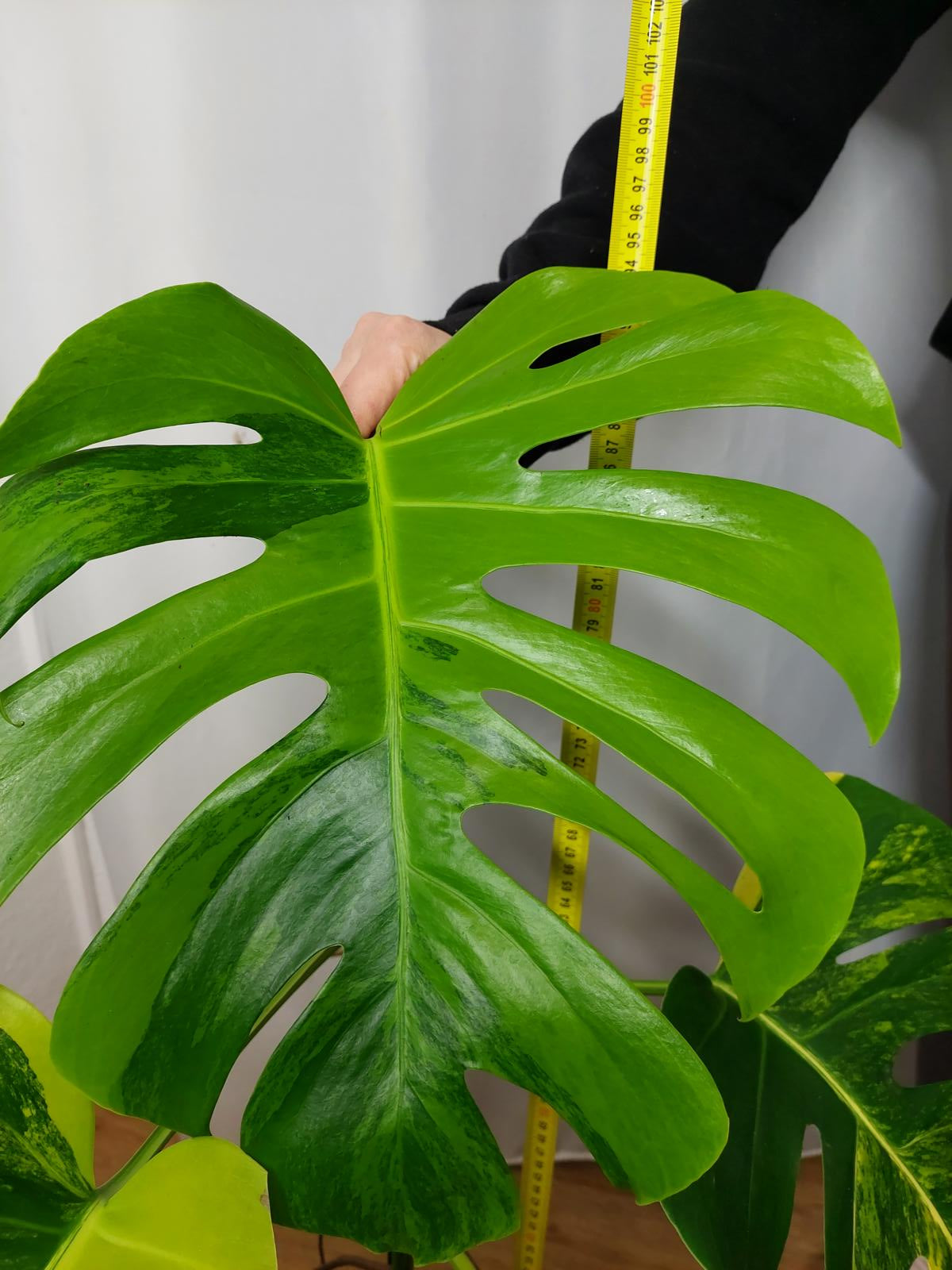 Monstera Aurea groß