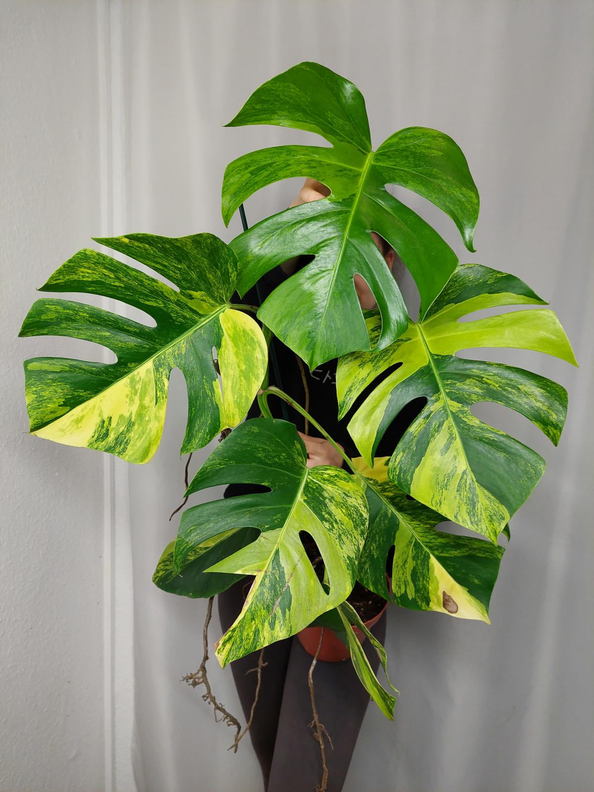 Monstera Aurea groß