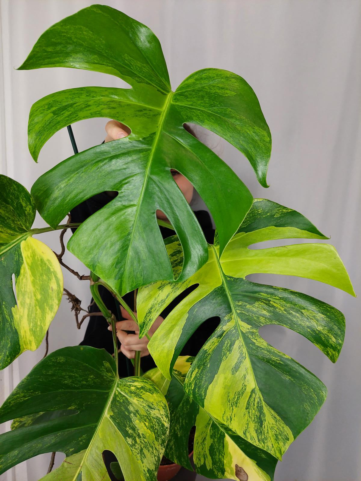 Monstera Aurea groß