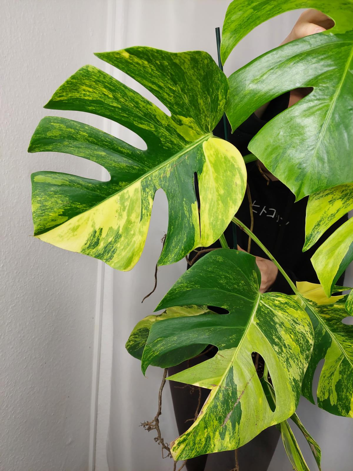 Monstera Aurea groß