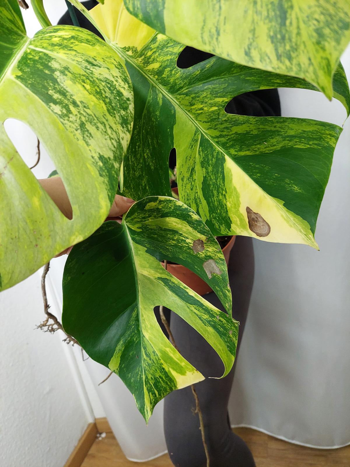 Monstera Aurea groß