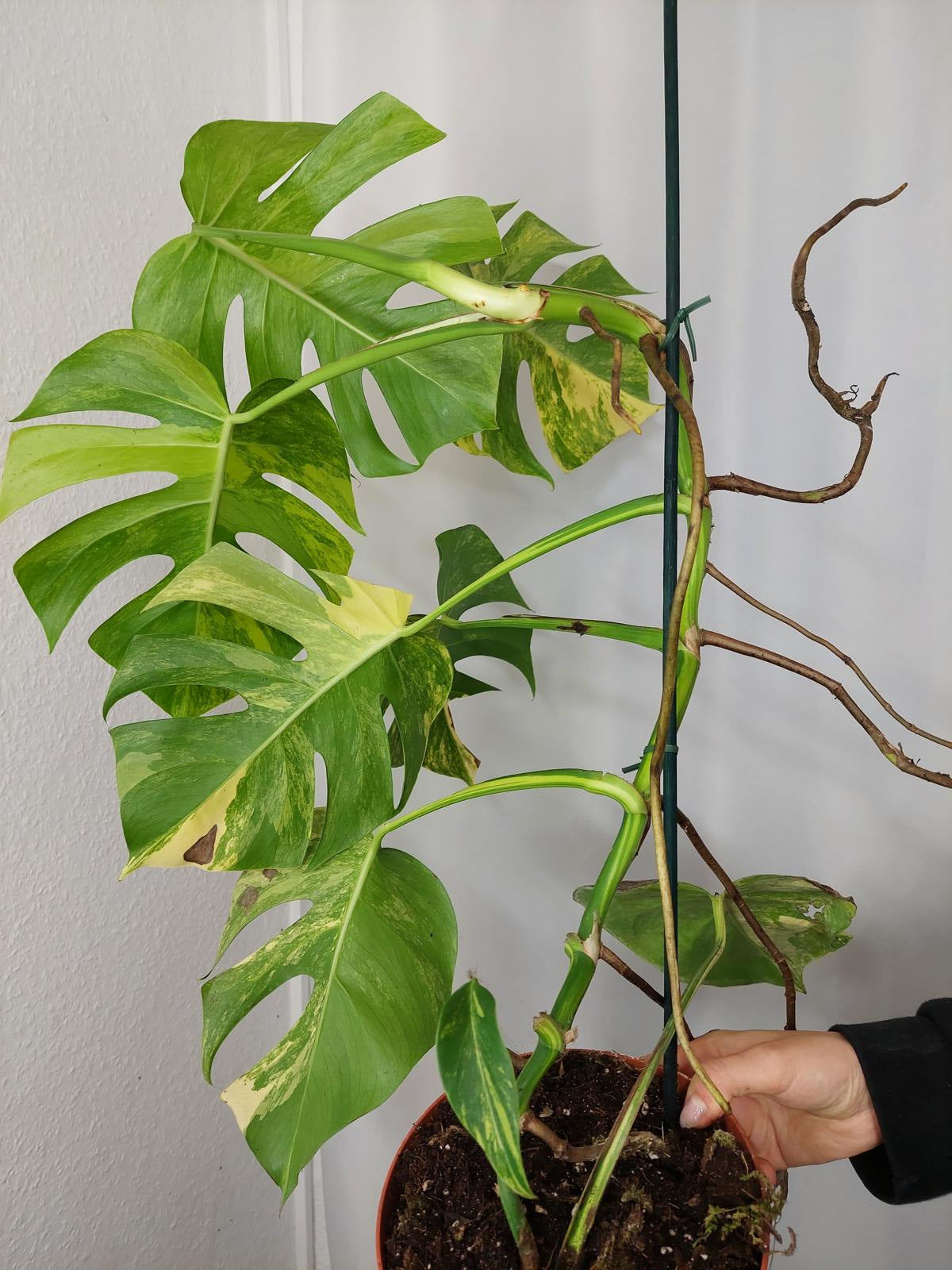 Monstera Aurea groß