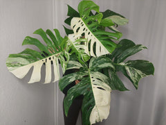 Monstera Variegata Adult