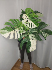Monstera Variegata Adult