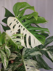 Monstera Variegata Adult