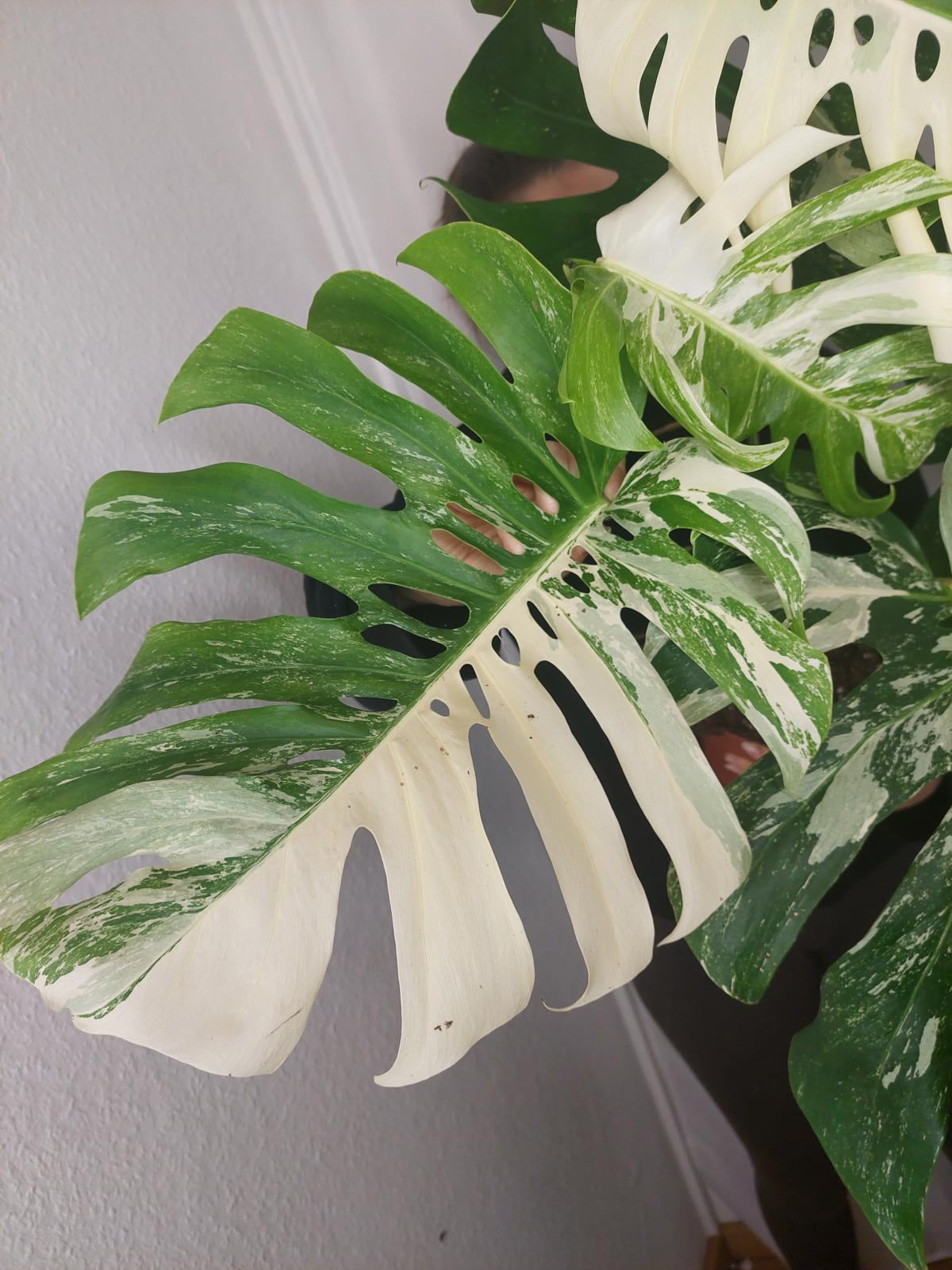 Monstera Variegata Adult
