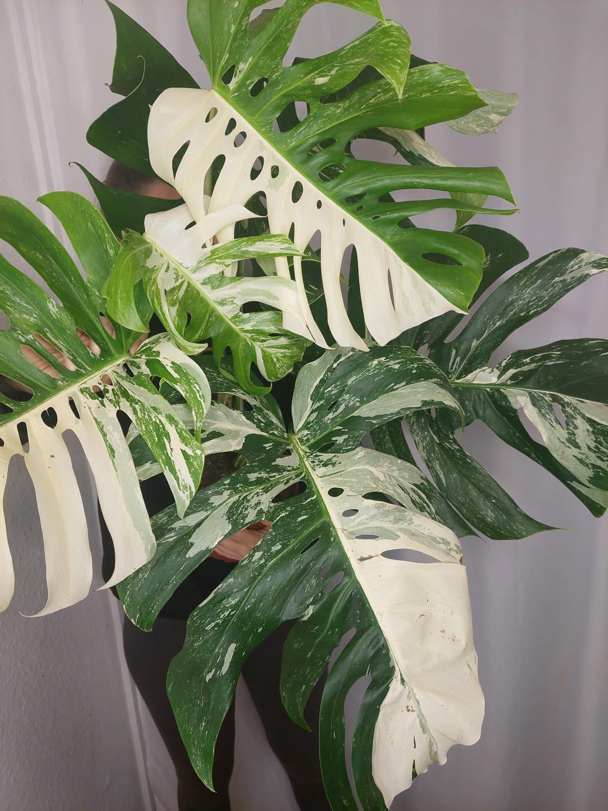 Monstera Variegata Adult