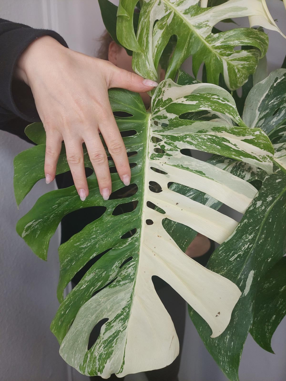 Monstera Variegata Adult