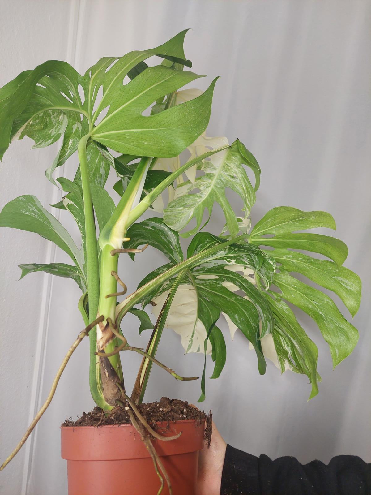 Monstera Variegata Adult