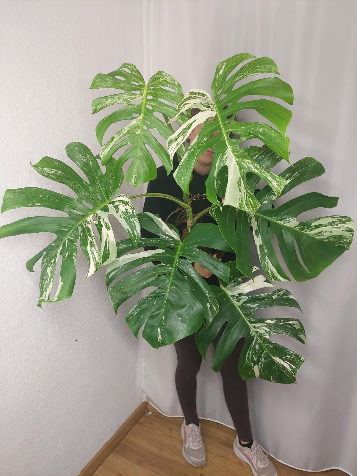 Monstera Variegata Adult