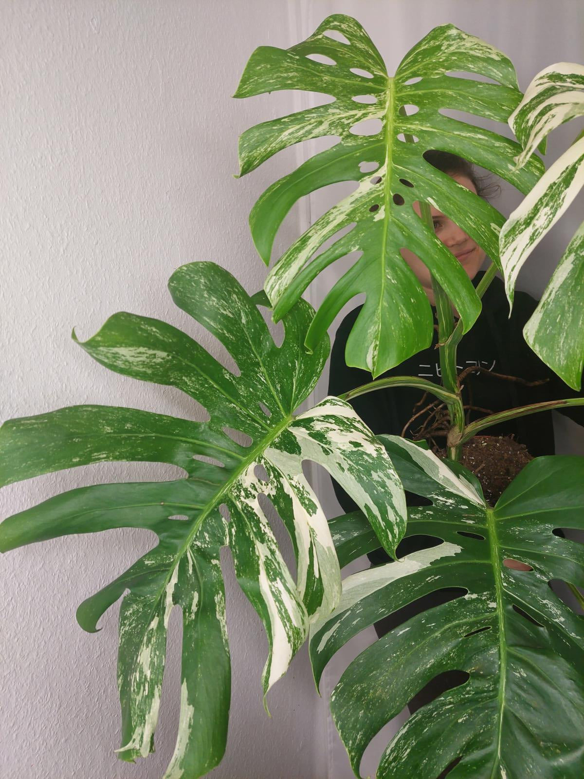 Monstera Variegata Adult