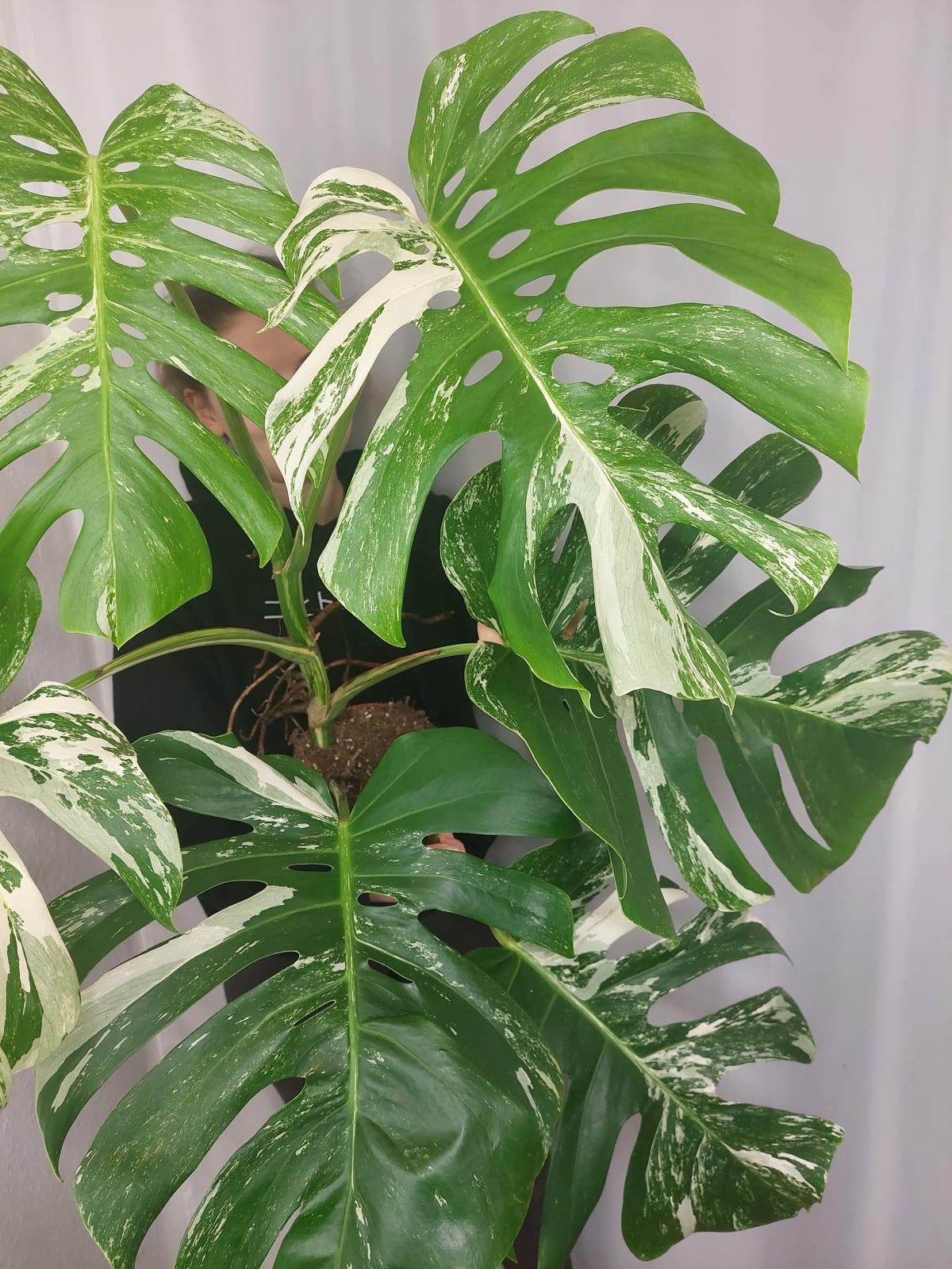 Monstera Variegata Adult