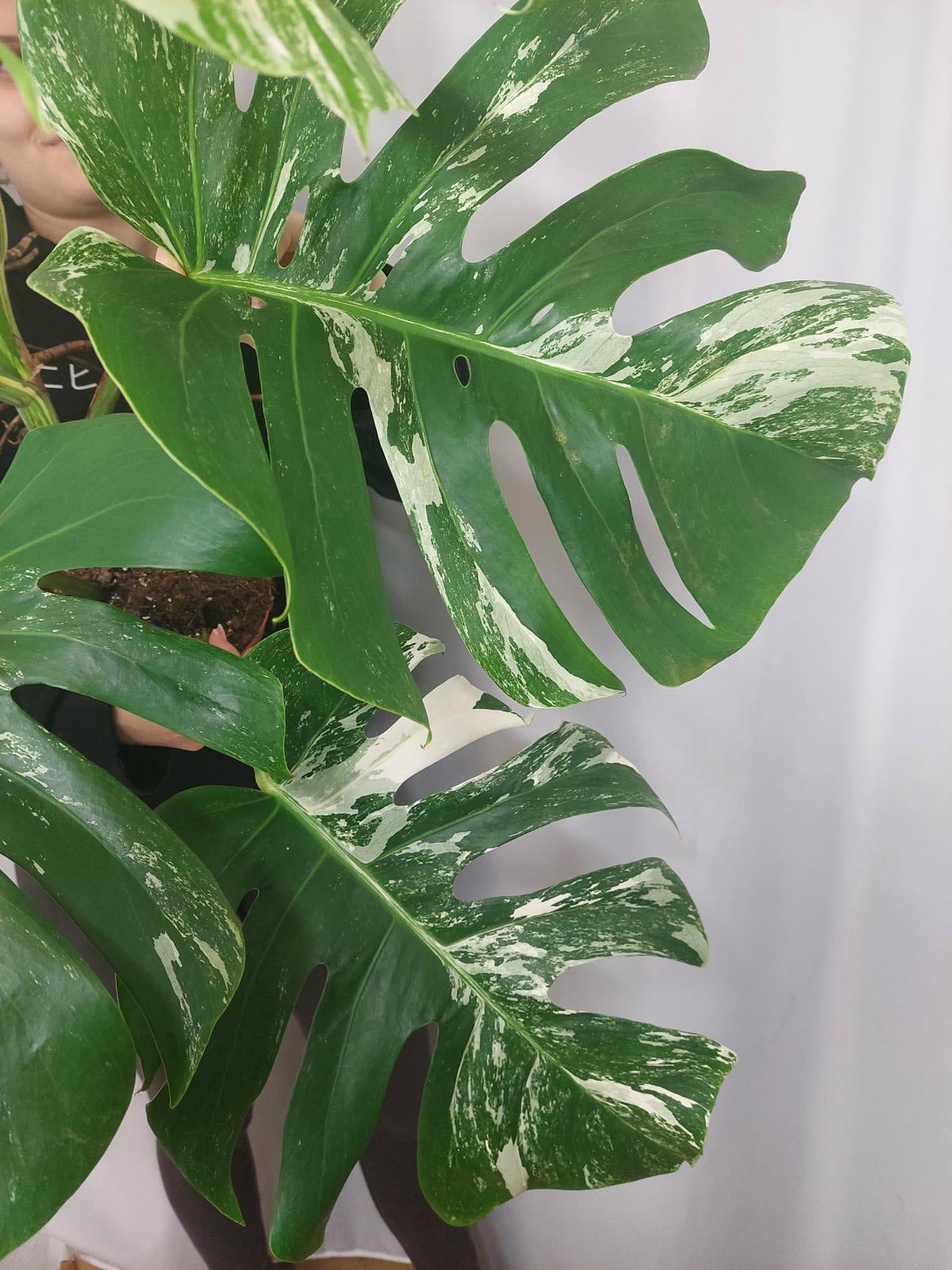 Monstera Variegata Adult
