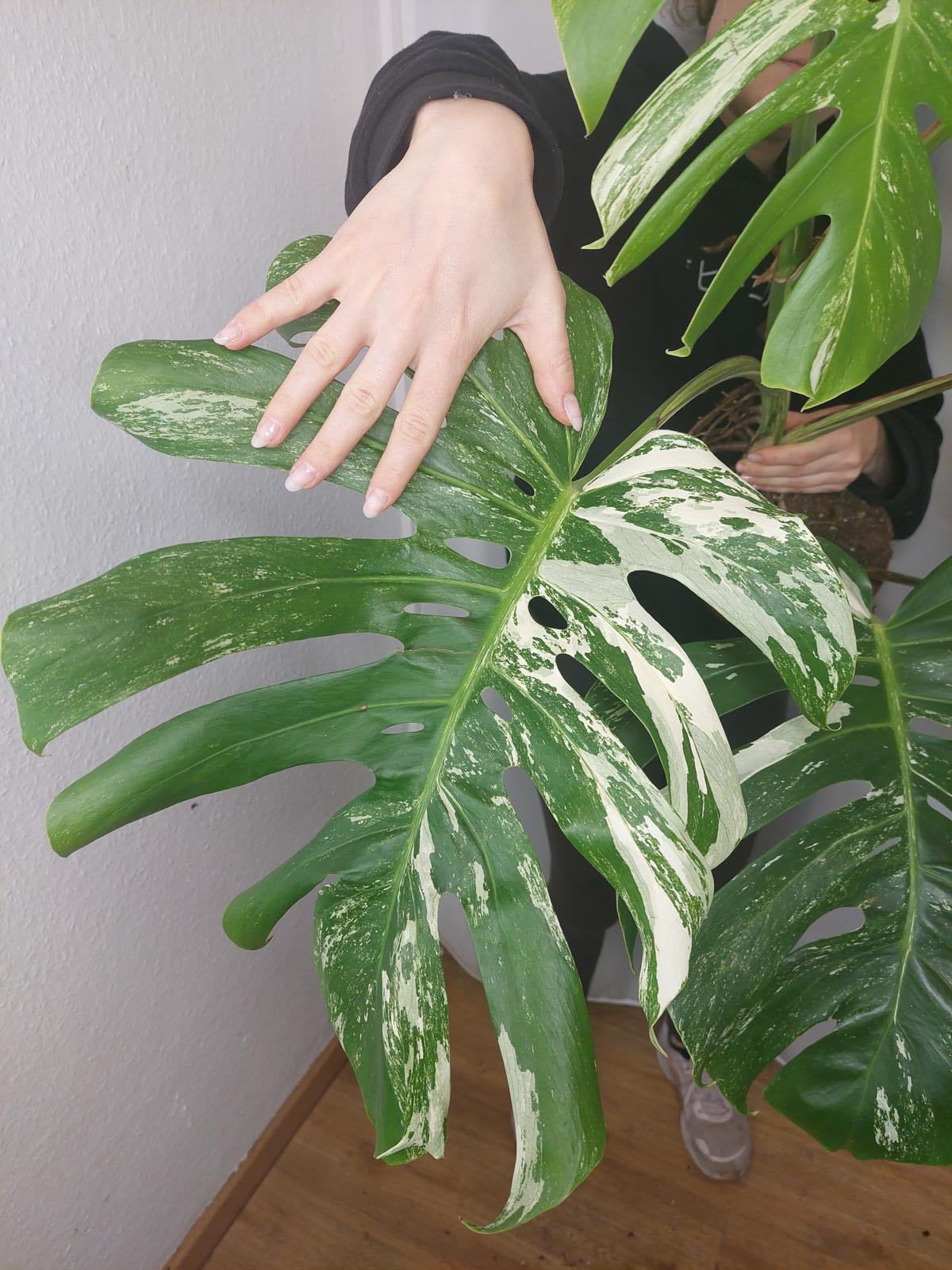 Monstera Variegata Adult