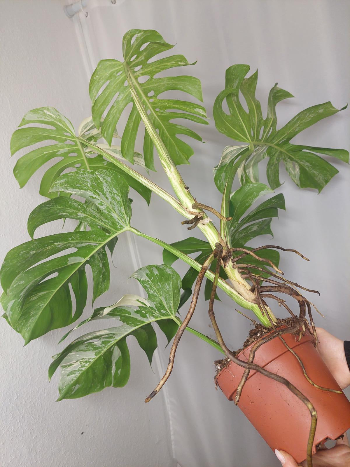 Monstera Variegata Adult