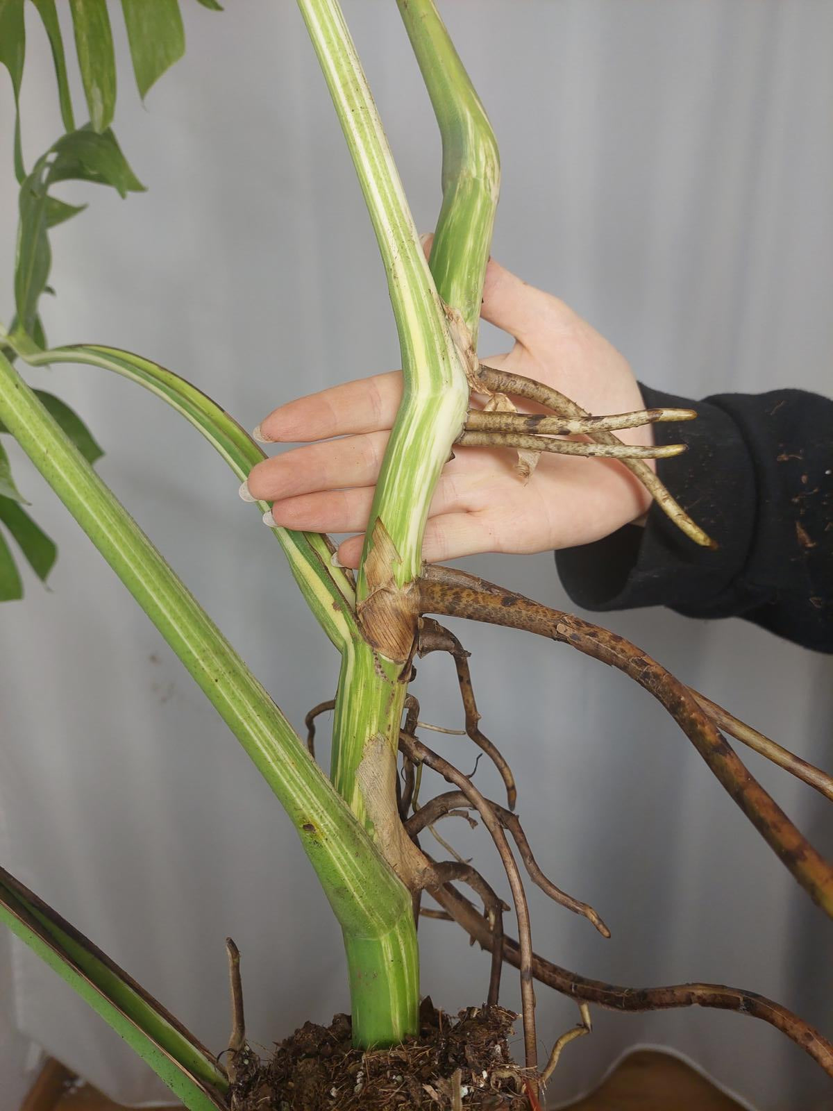 Monstera Variegata Adult