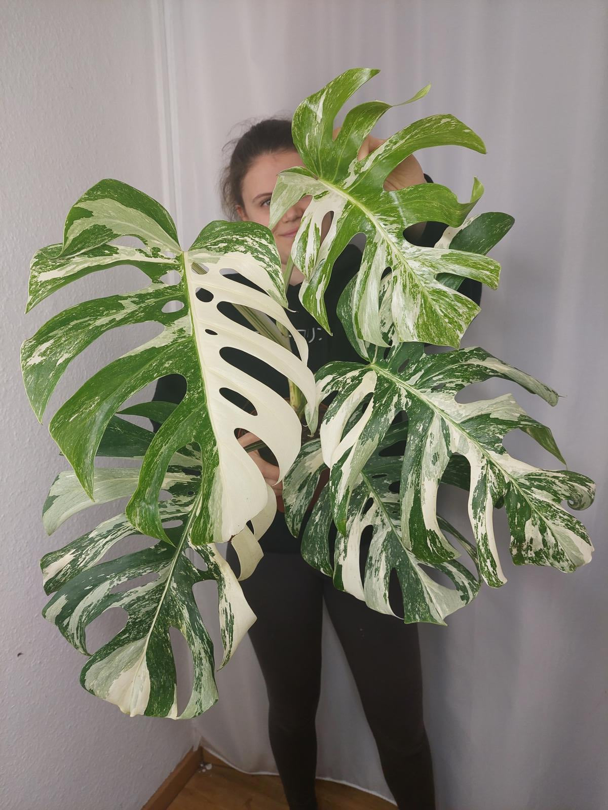 Monstera Variegata Adult