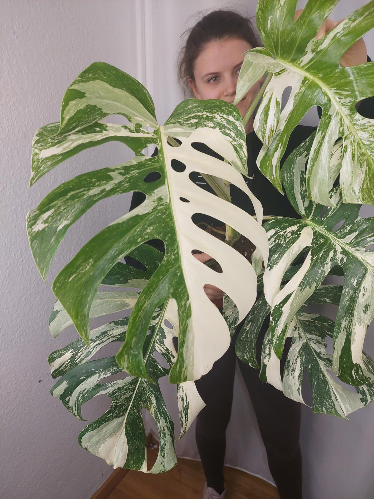 Monstera Variegata Adult